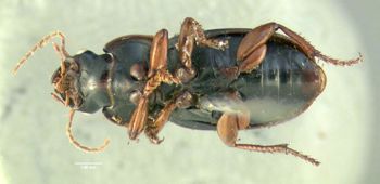 Media type: image;   Entomology 614730 Aspect: habitus ventral view